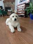 Golden Retriever suczka