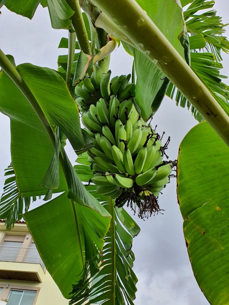 Bananeira com 2 metros de altura