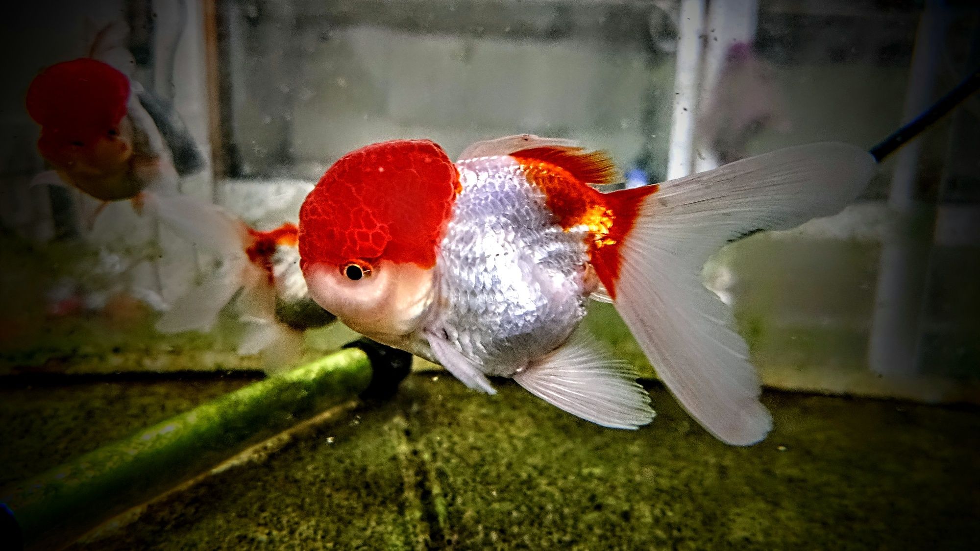 Oranda ,,Red white,, welon welonka welonek goldfish złota rybka welony