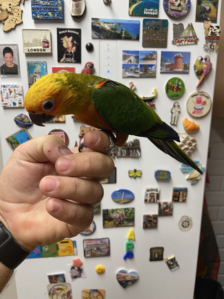Aratinga Jandaya e Loris Molucano criados a mao