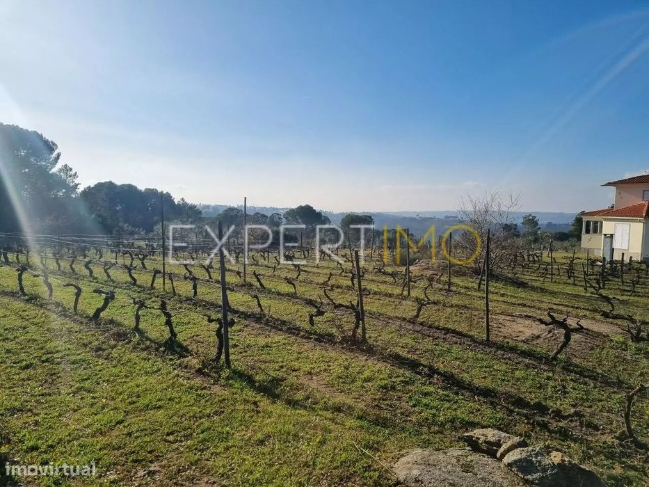 Terrenos vinícolas na região do Dão