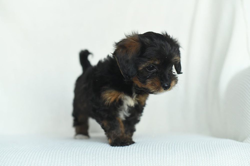 yorkshire terrier/pudel toy