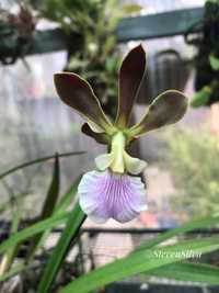 Orquidea Encyclia randii