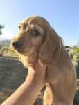 Cocker spaniel inglês Dourado
