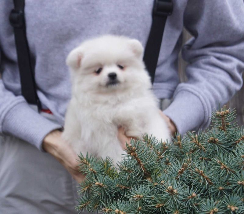 Совсем небольшая померанская девочка в мягкой шубке. Киев