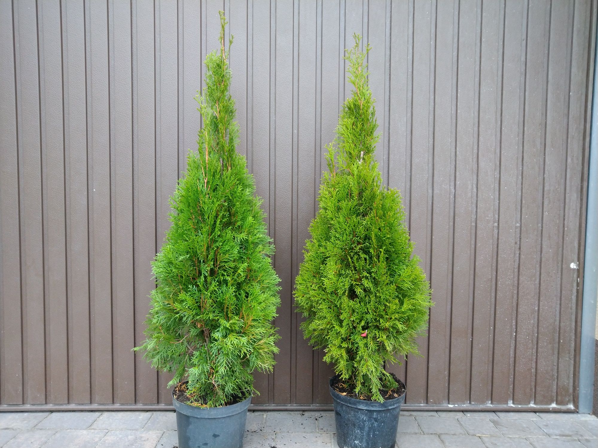 TUJA (Thuja) SZMARAGD 120-130cm C7.5L