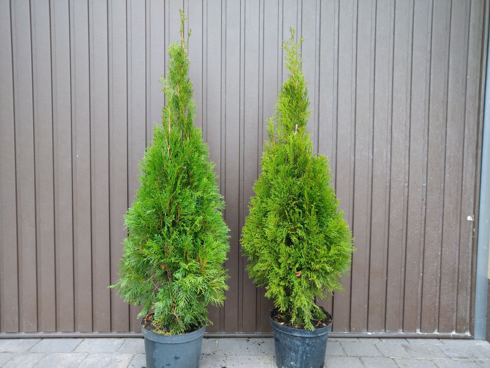 TUJA (Thuja) SZMARAGD 110-120cm