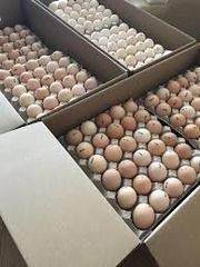 Яйца инкубационные Мясояичных ,Бройлера Кооб 500  и Роос 708 Угорщина