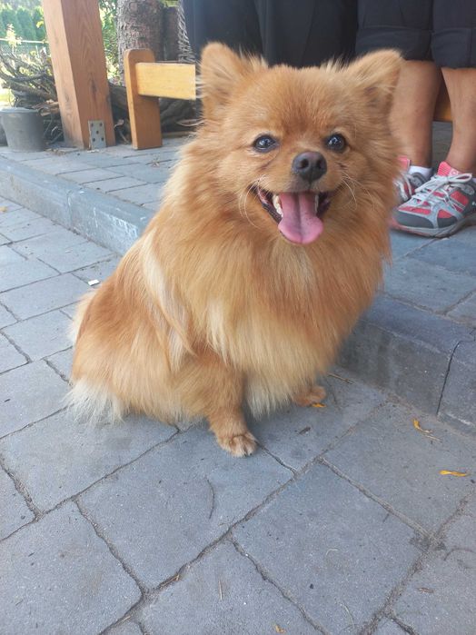 Śliczny Pomeranian