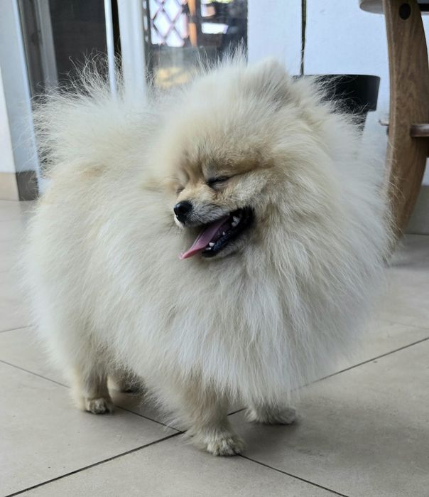 Pomeranian szpic miniaturowy zkwp FCI