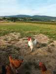 Sprzedam koguta leghorn