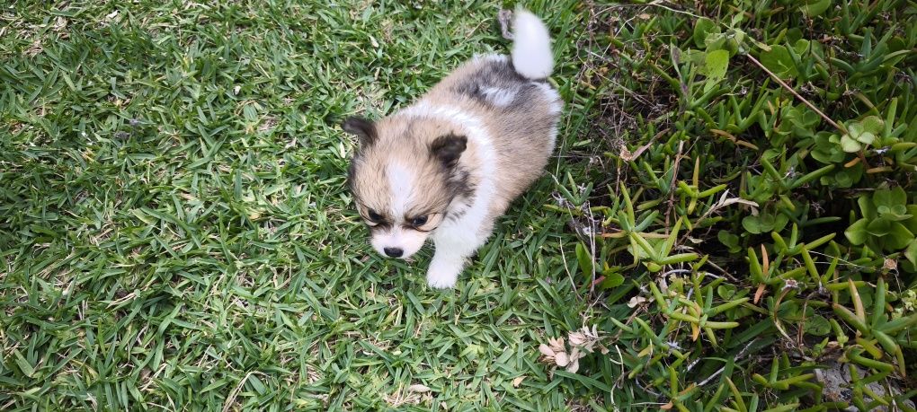 Spitz alemão anão Lulu da Pomerânia criado em ambiente familiar