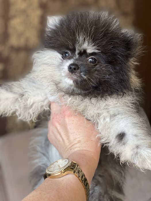 Цуценята померанського шпица