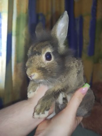 Продам декоративного кролика з кліткою та необхідним приладдям