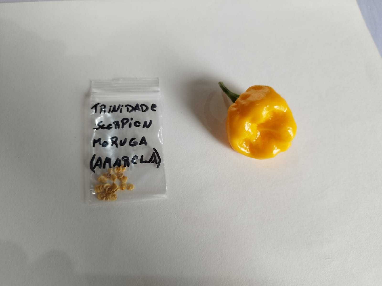 Varios Tipos de Sementes de Pimentas Picante