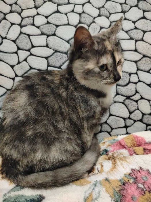 Отдам в добрые руки котёнка