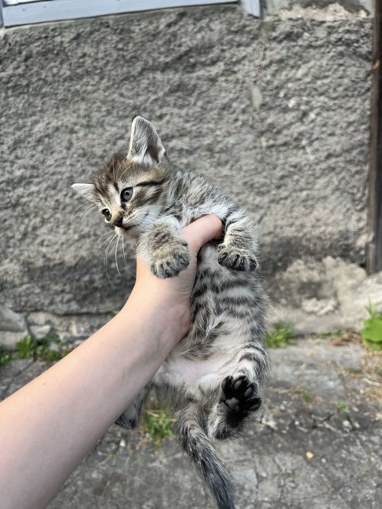 віддаємо котиків