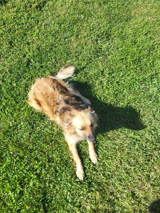 Віддамо двох стерилізованих дівчаток