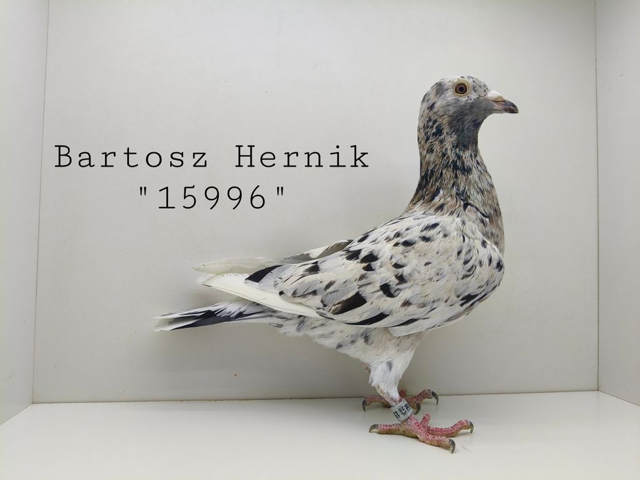 Gołębie pocztowe nietypowe barwy Samce - Stipper Almond Opal