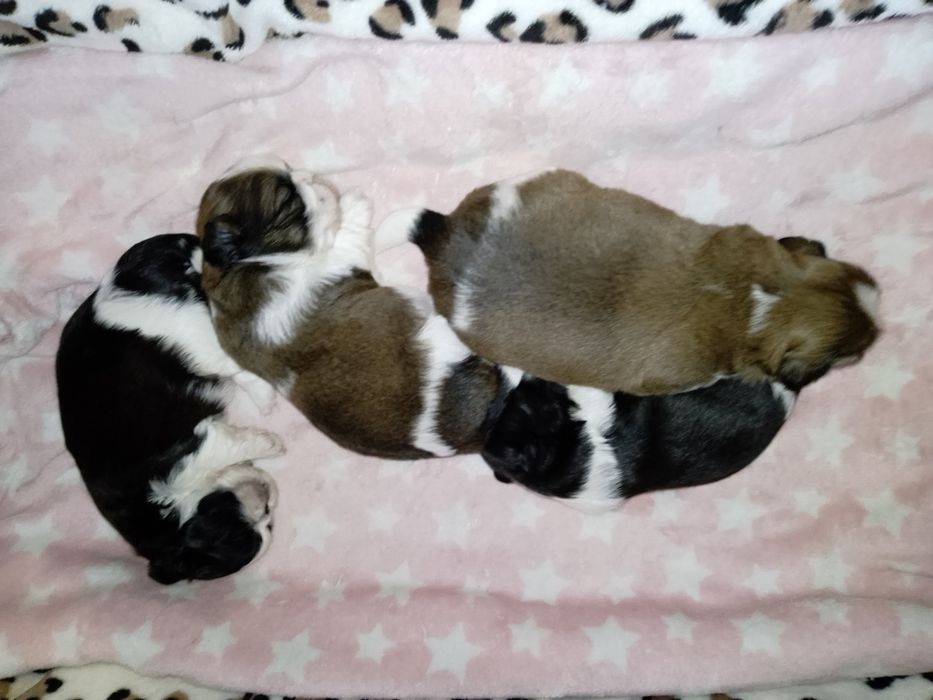 Щенки Ши-Тцу с родословной ,