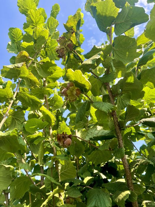 Ділянка 40 сотих, 20 під будівництво з фундуковим садом. Загребля