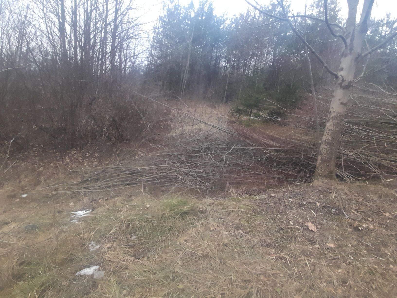 kilka metrów chrustu chrust drzewo opał jesion buk