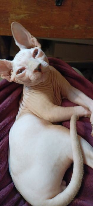 Кошенята Канадського сфінкса