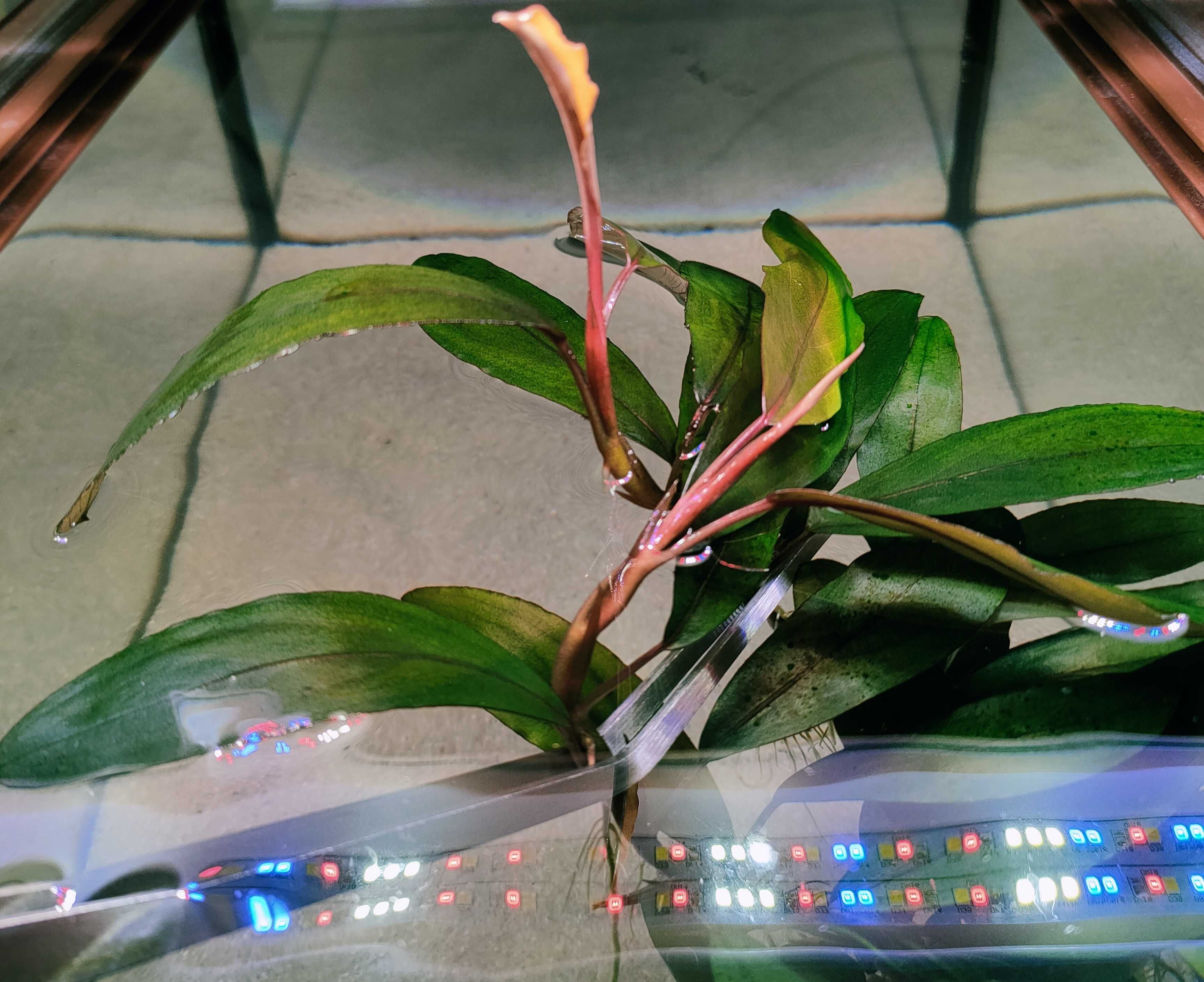 Bucephalandra Aegis