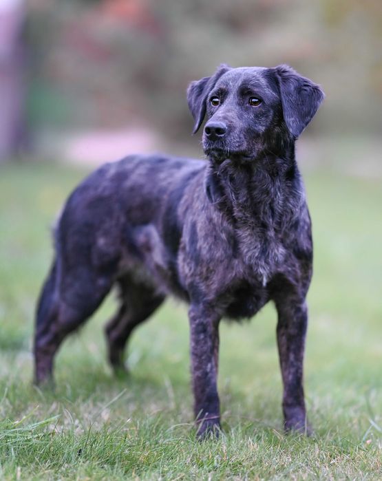 Suczka Mix Lablador do adopcji