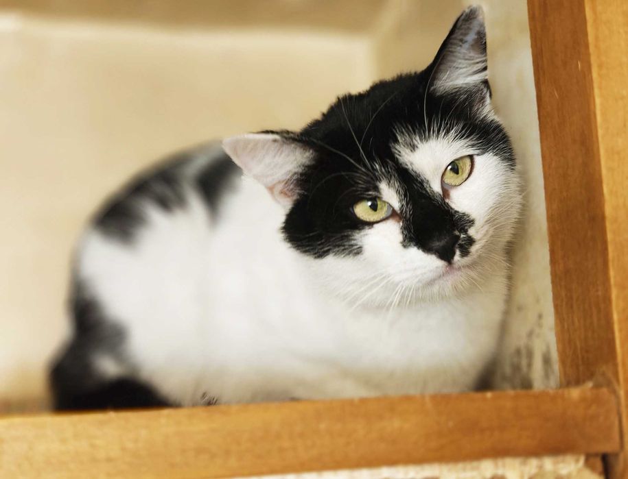 Термінове прилаштування! Киця Мілка 1рік няшна ніжна спокійна кішка