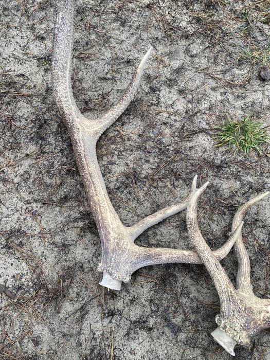 Роги олення