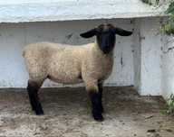 Borrega suffolk