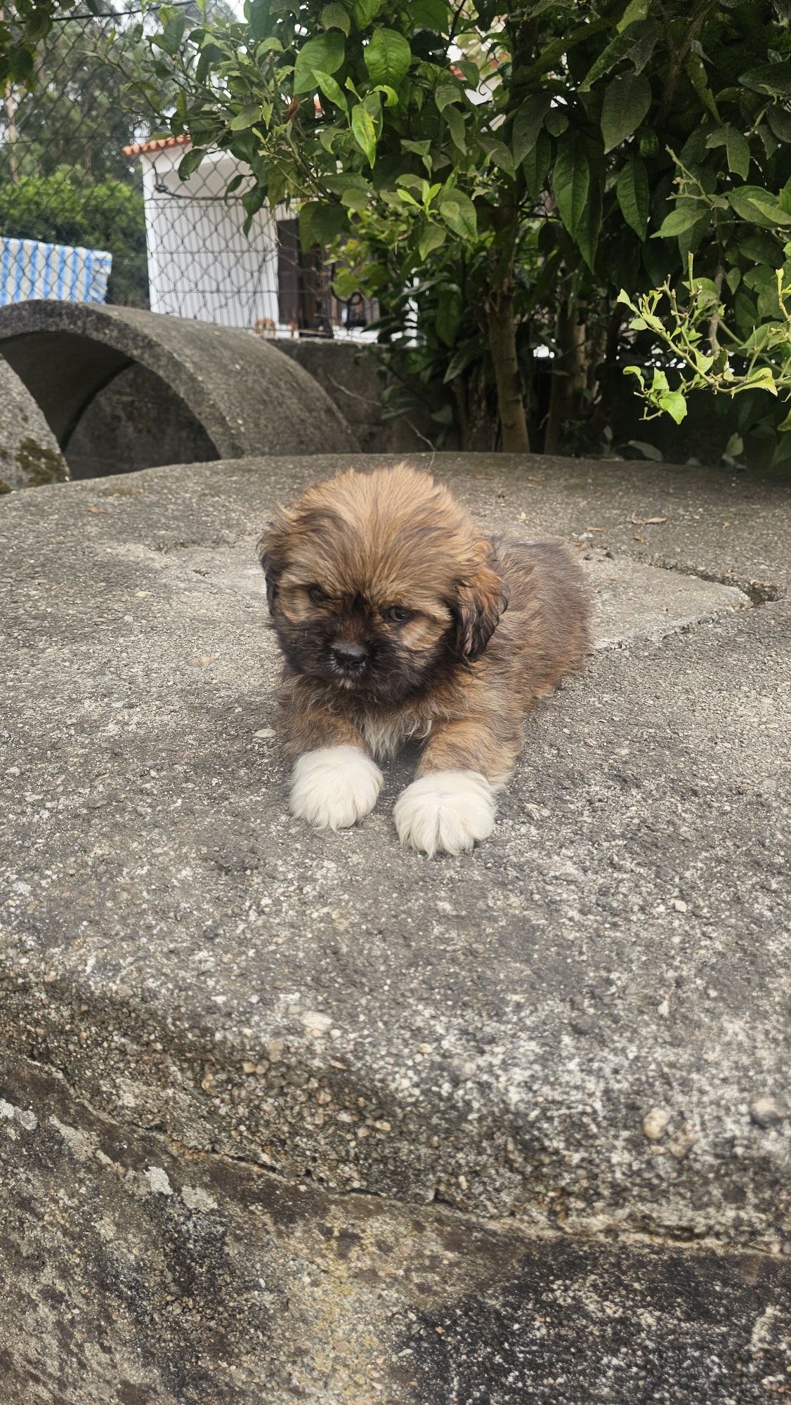 Shih tzu fêmea macho
