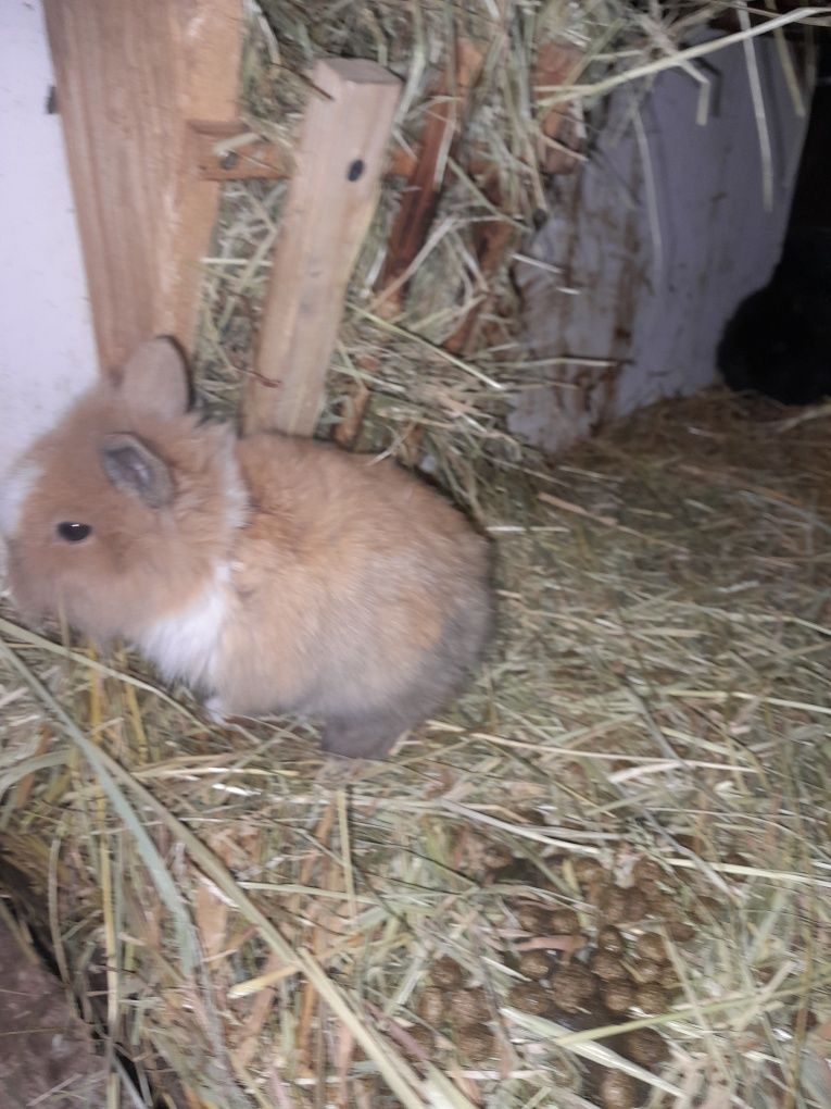 Króliczki miniaturki