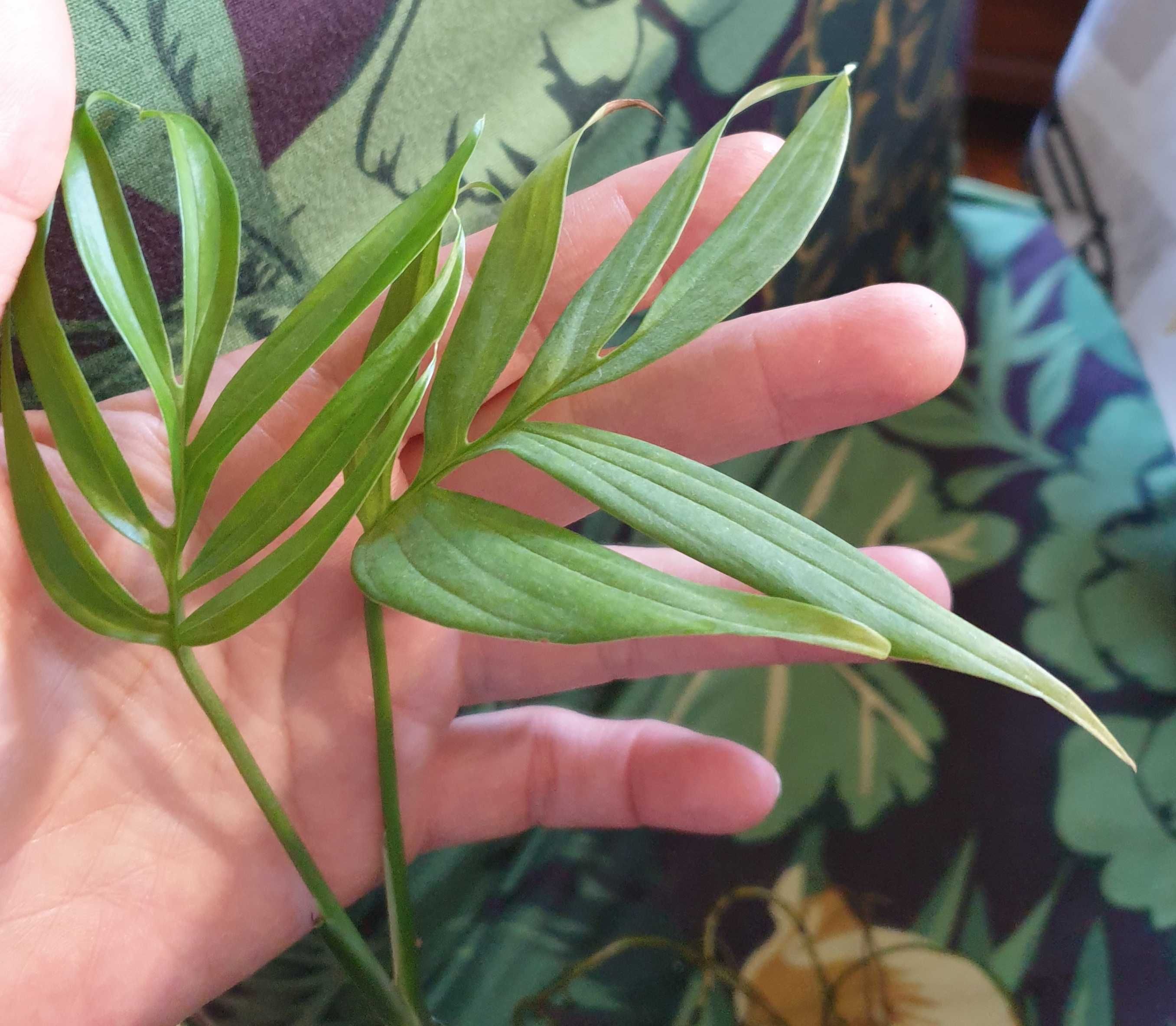 Monstera Subpinnata