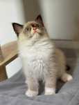 Ragdoll, kocurek Fpl