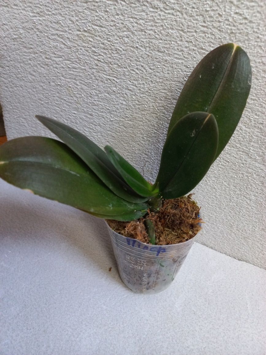 Орхидея фаленопсис Phal. 5100 пилор