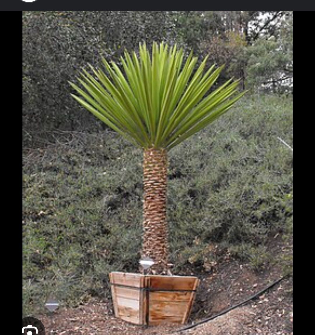 Jucca Faxoniana 50cm
