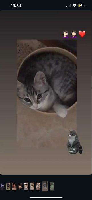 Tenho gatos para dar