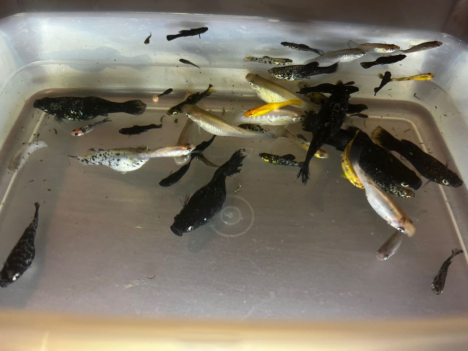 (Já estão todos prometidos) Peixes molly/platy