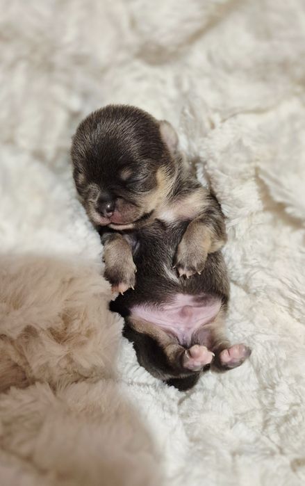 Chihuahua krótkowłosy BLUE & TAN z rodowodem ZKwP