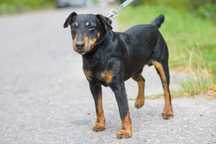 Isazuki: przyjazny i mądry jagdterrier