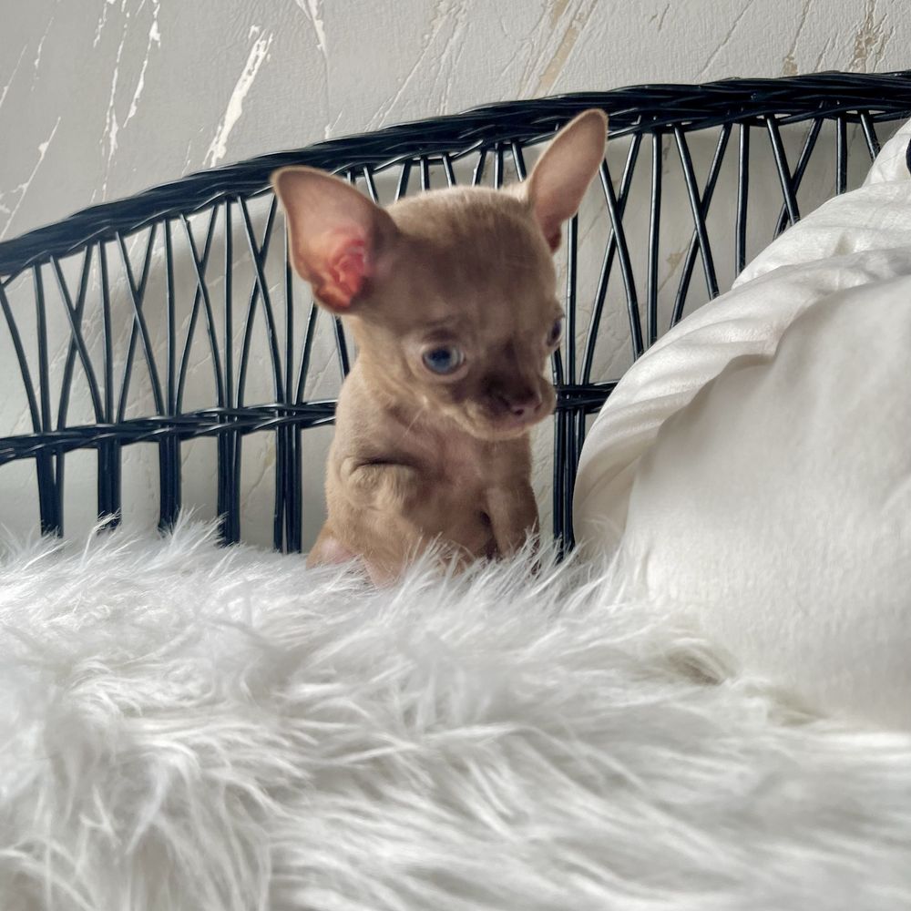 Chihuahua krótkowłosy piesek liliowy gotowy do odbioru