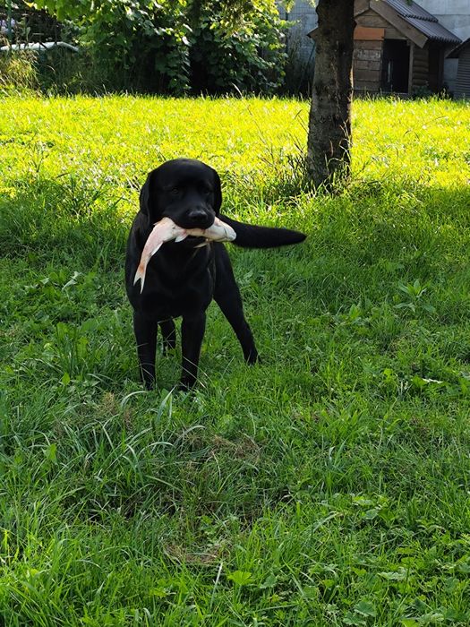 Oddam szczeniaki w dobre ręce – mix Border Collie i Labradora