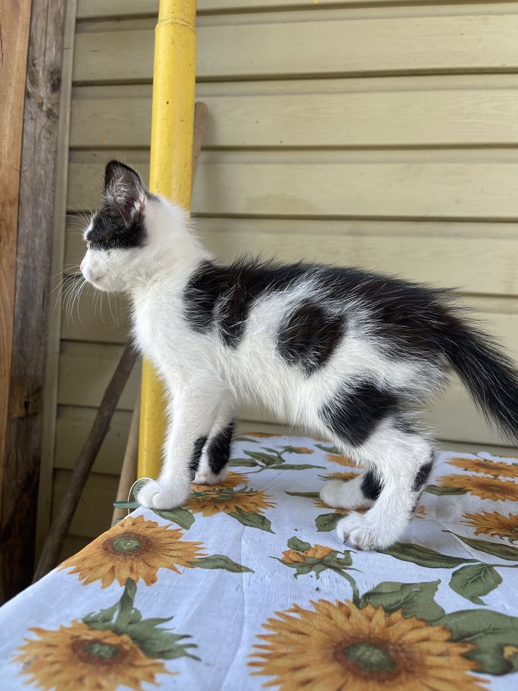 Кіт, кошеня, хлопчик, 2 місяці