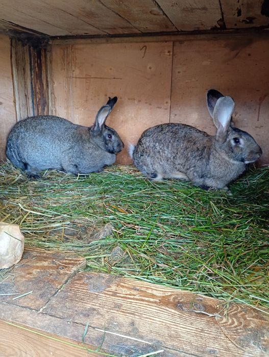 Sprzedam króliki samice, srokacze i nie tylko