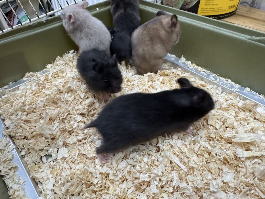 Chomik syryjski młode