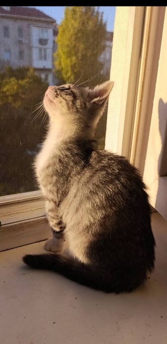 Отдам даром в добрые руки серо-белого котенка