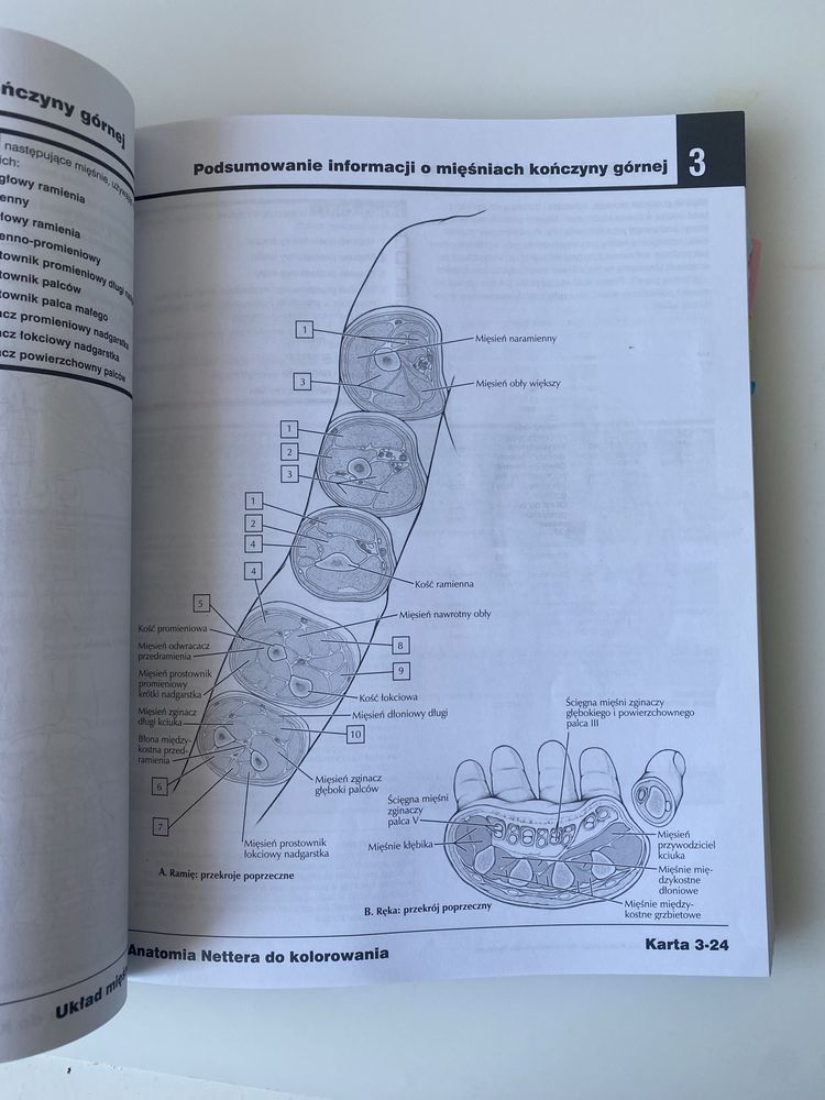 Anatomia Netter do kolorowania