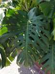 Folhas Gigantes de Monstera para Decoração